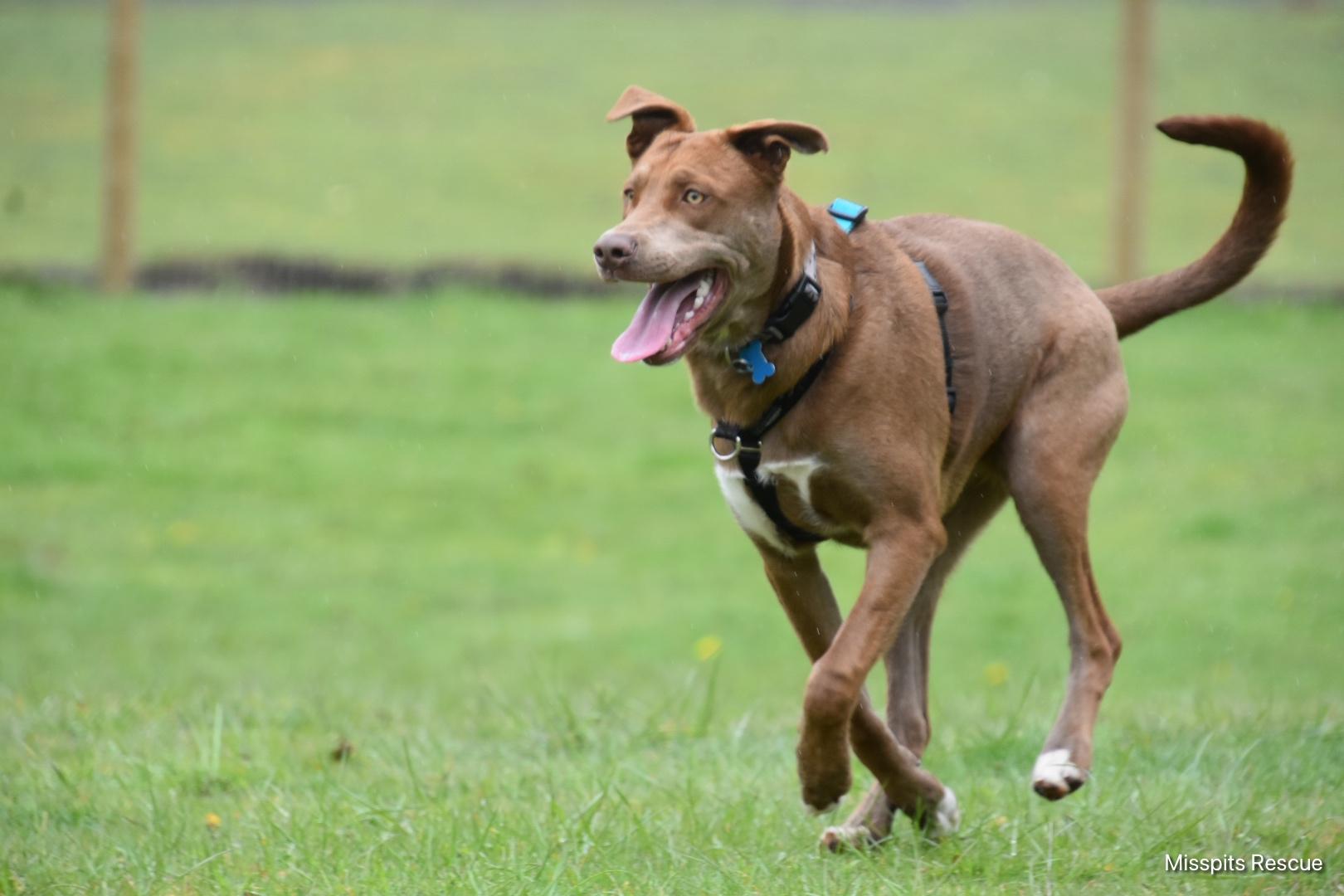 Enlarge Vegard, a Adoptable mixed breed in Oakville, WA image 5/5