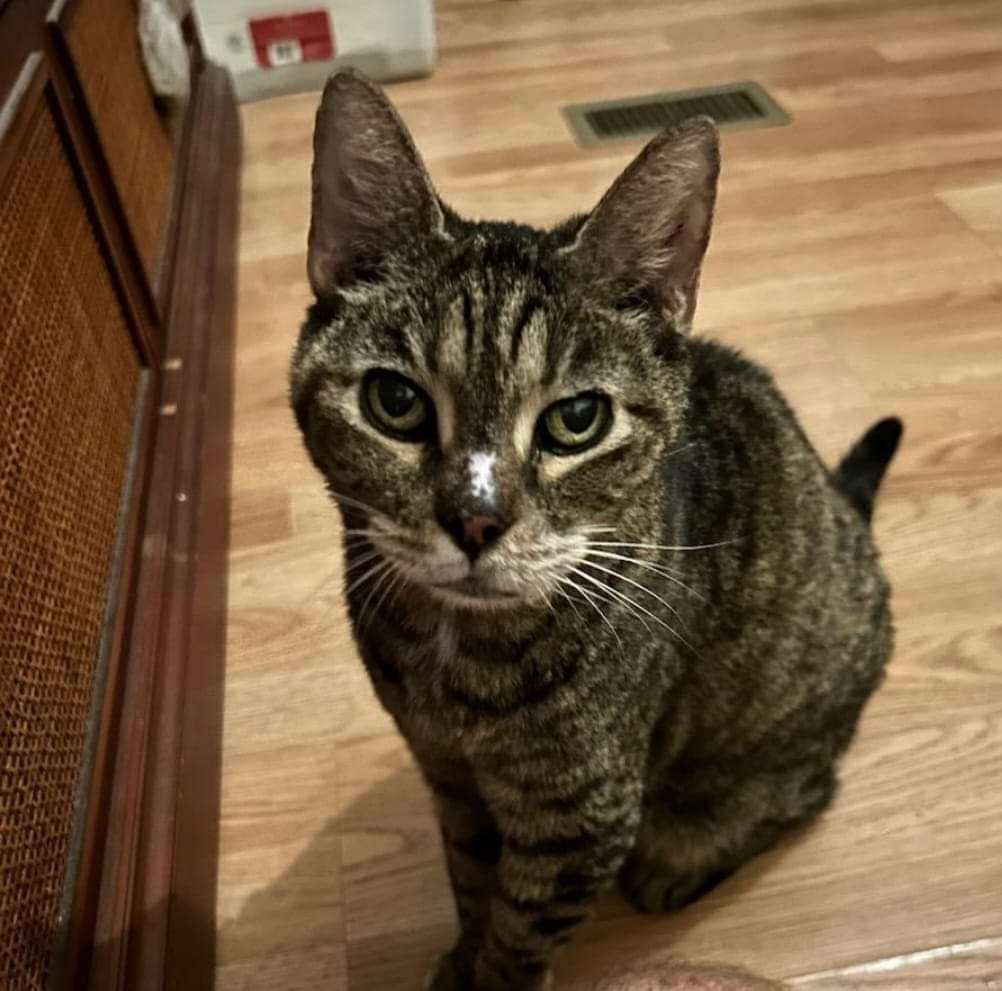 Enlarge Stephanie, a Adoptable Domestic Short Hair in Weston, FL image 1/1