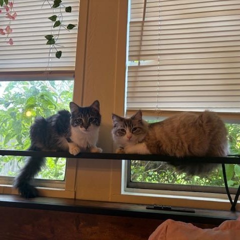 Blossom, an adopted Domestic Medium Hair in Davis, CA image 3/4