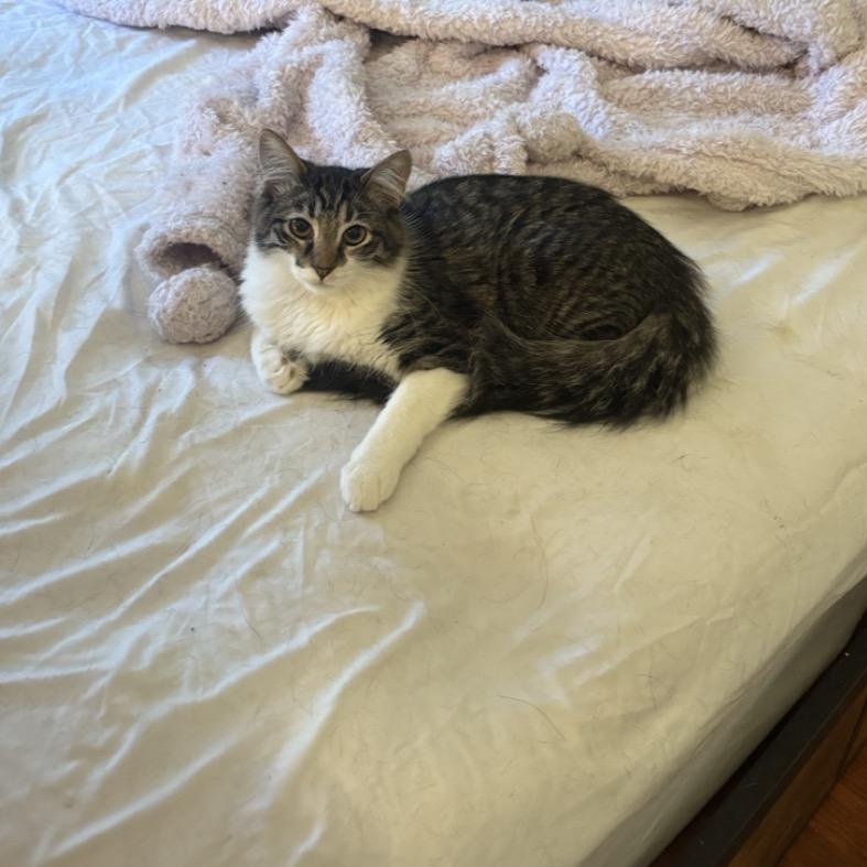 Blossom, an adopted Domestic Medium Hair in Davis, CA image 1/4