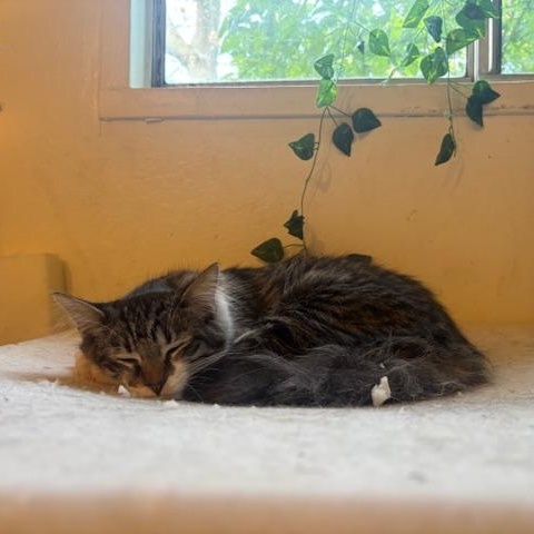 Blossom, an adopted Domestic Medium Hair in Davis, CA image 2/4