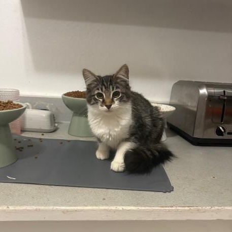 Blossom, an adopted Domestic Medium Hair in Davis, CA image 4/4