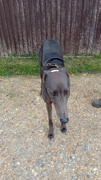 Bud, a Adopted Greyhound in Hobart, IN image 3/3