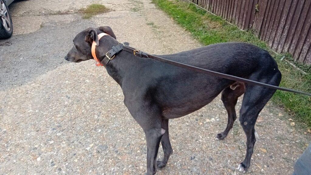 Bud, a Adopted Greyhound in Hobart, IN image 2/3