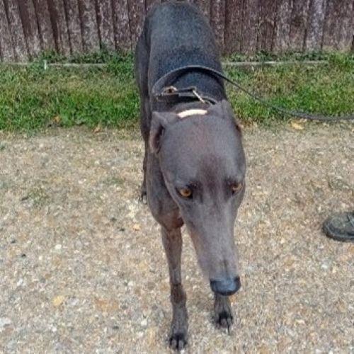 Bud, a Adopted Greyhound in Hobart, IN image 1/3