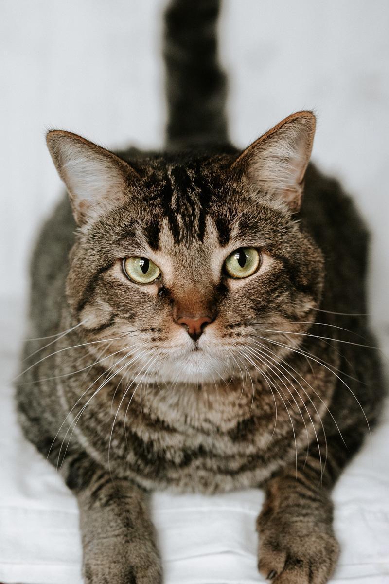HARVEY, ADOPTABLE, Adult Male Domestic Short Hair.