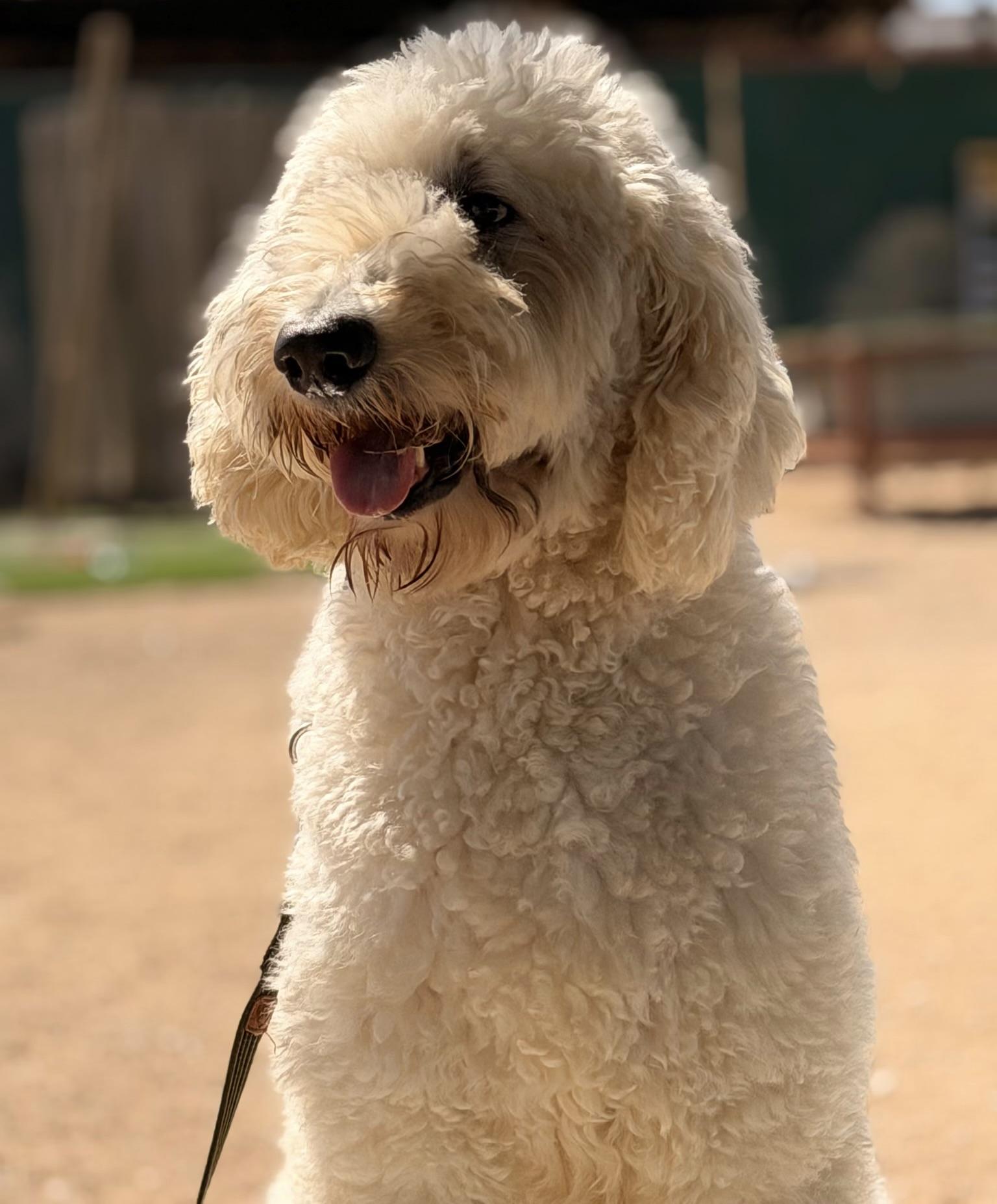 Enlarge Moose, a Adoptable Labradoodle in Lake Oswego, OR image 3/4