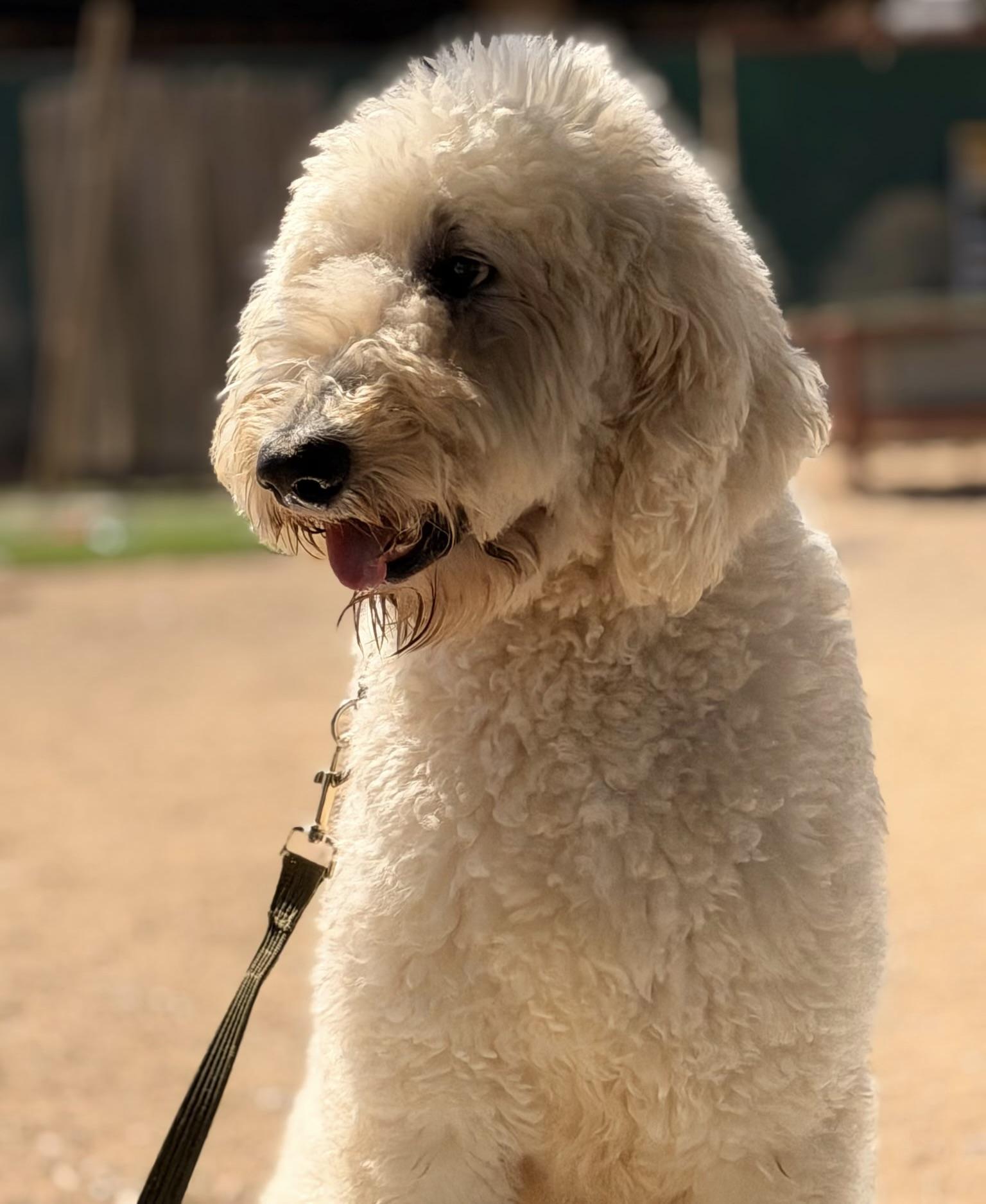 Enlarge Moose, a Adoptable Labradoodle in Lake Oswego, OR image 4/4