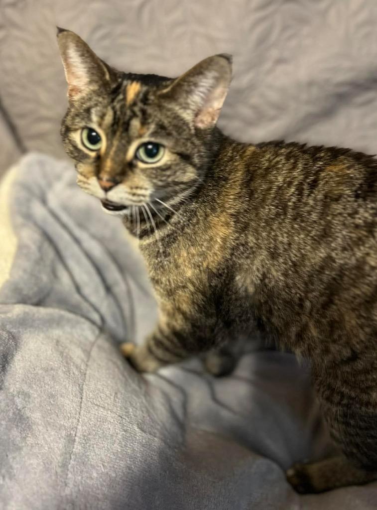 Moe, Adoptable, Adult Female Domestic Short Hair.