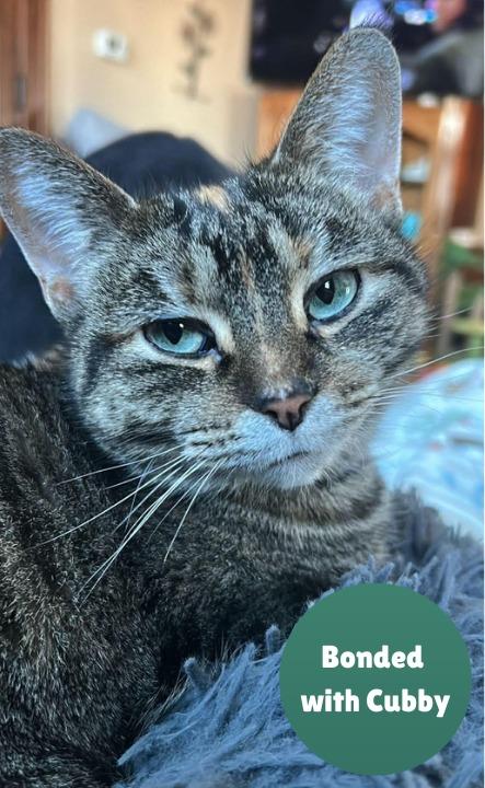 Moe, a Adoptable mixed breed in Fond Du Lac, WI image 2/4