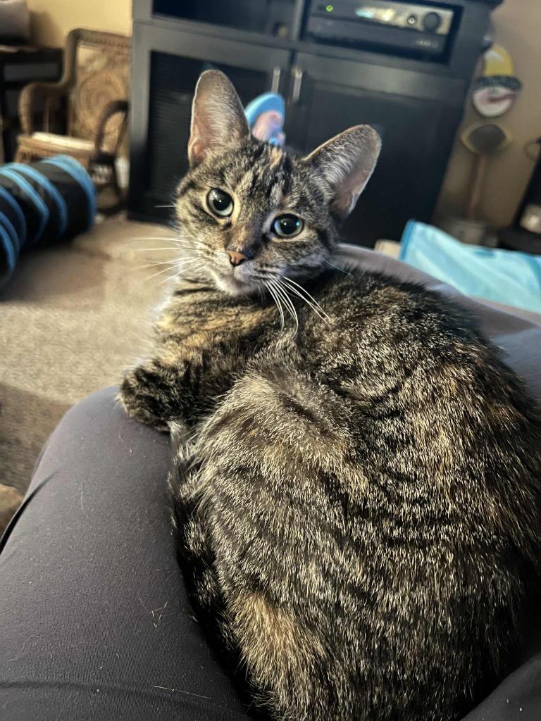 Moe, Adoptable, Adult Female Domestic Short Hair.