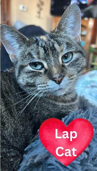 Enlarge Moe, a Adoptable mixed breed in Fond Du Lac, WI image 2/4