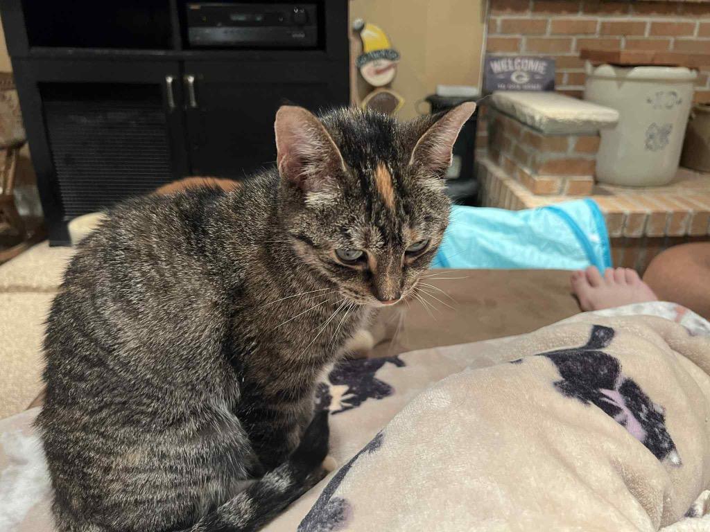 Enlarge Moe, a Adoptable mixed breed in Fond Du Lac, WI image 3/4