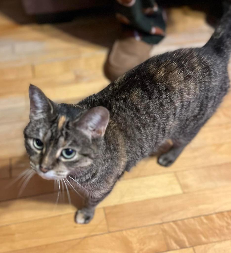 Enlarge Moe, a Adoptable mixed breed in Fond Du Lac, WI image 3/4