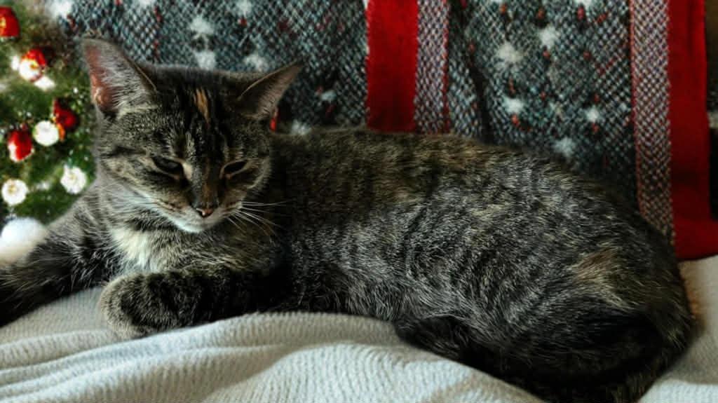 Enlarge Moe, a Adoptable mixed breed in Fond Du Lac, WI image 4/4