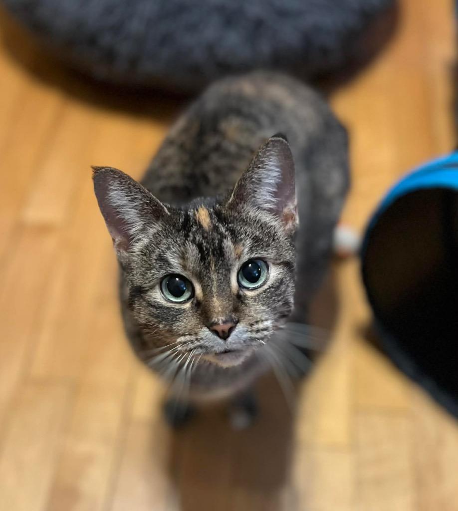 Enlarge Moe, a Adoptable mixed breed in Fond Du Lac, WI image 4/4