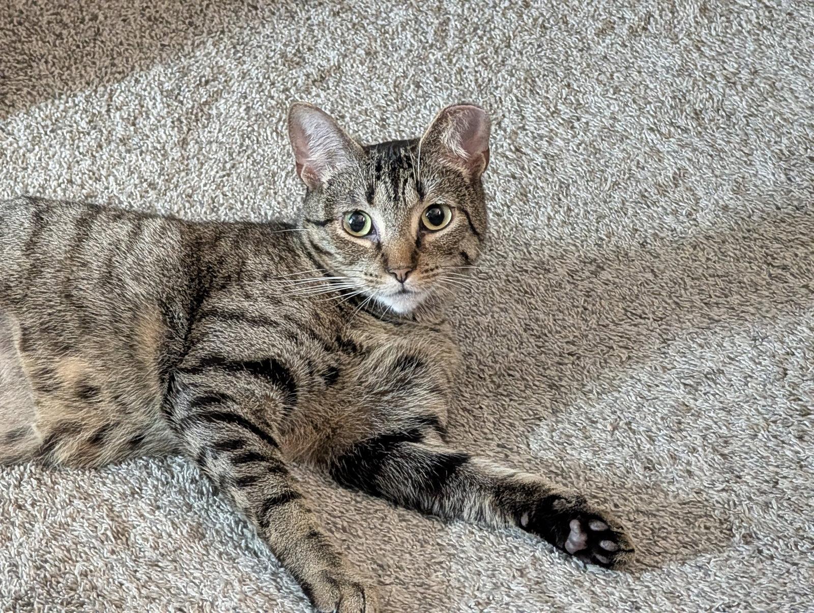 Enlarge Kiki, a Adopted mixed breed in Fort Thomas, KY image 1/3