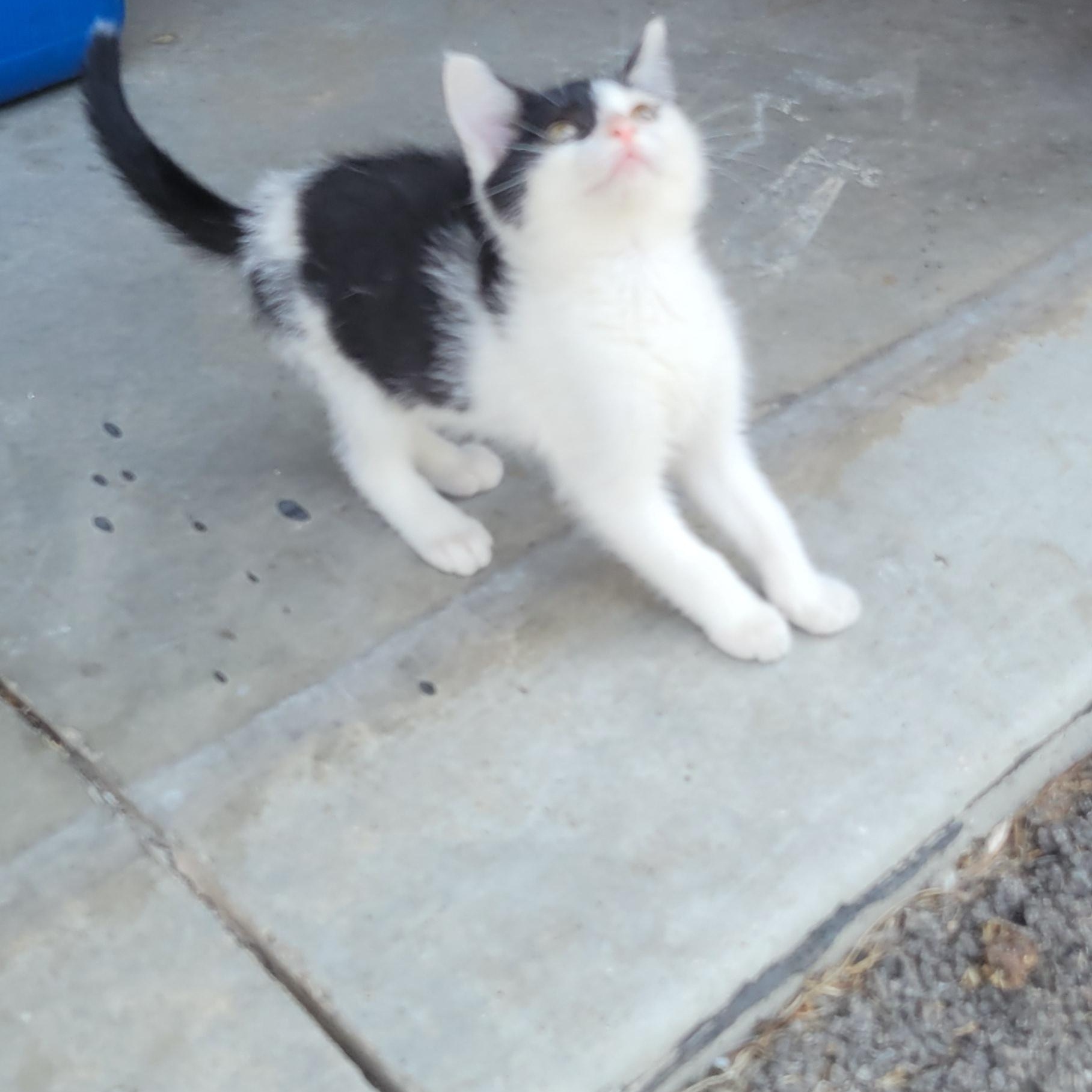Laverne, a ADOPTABLE mixed breed in Racine, WI image 2/3