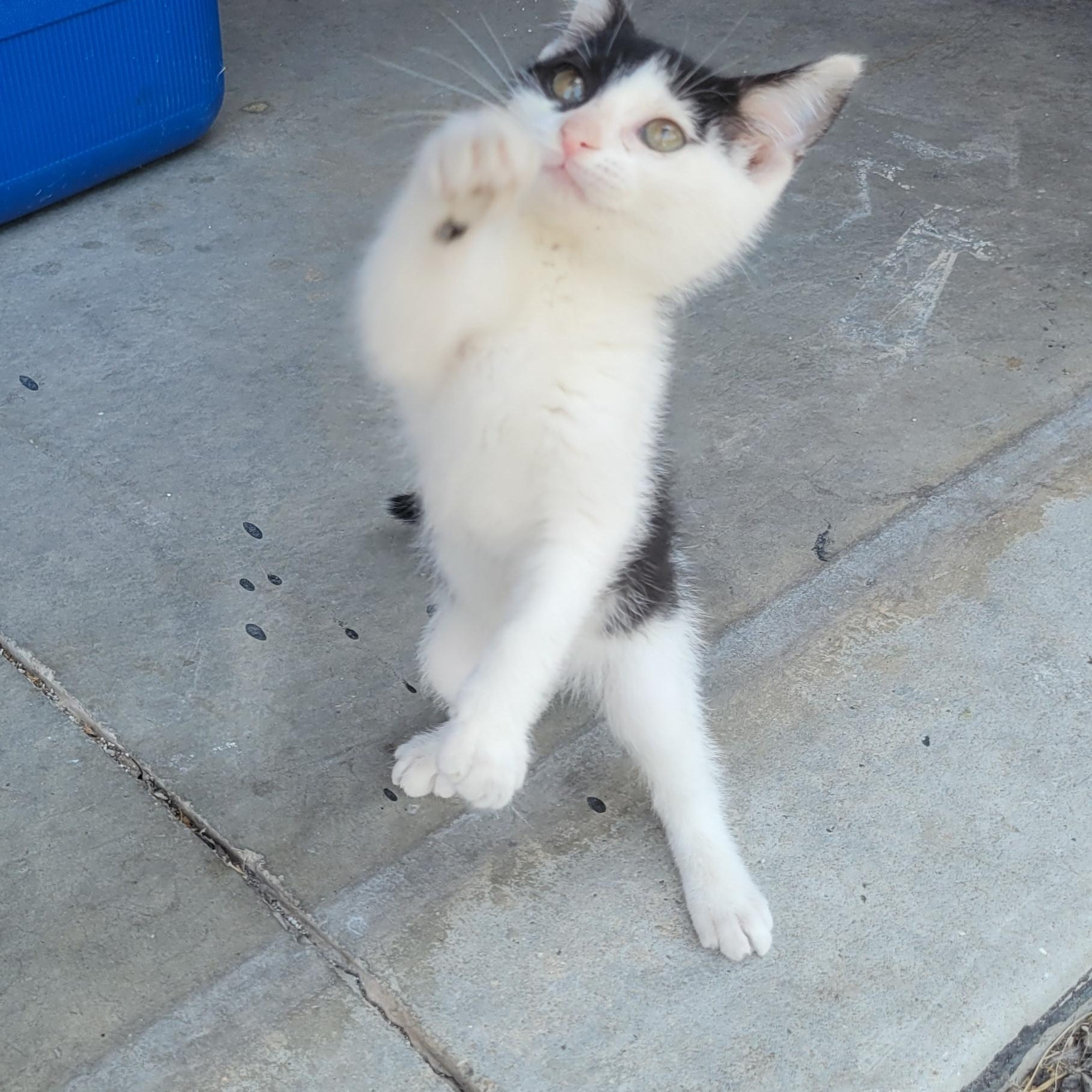 Laverne, ADOPTABLE, Kitten Female Domestic Short Hair.