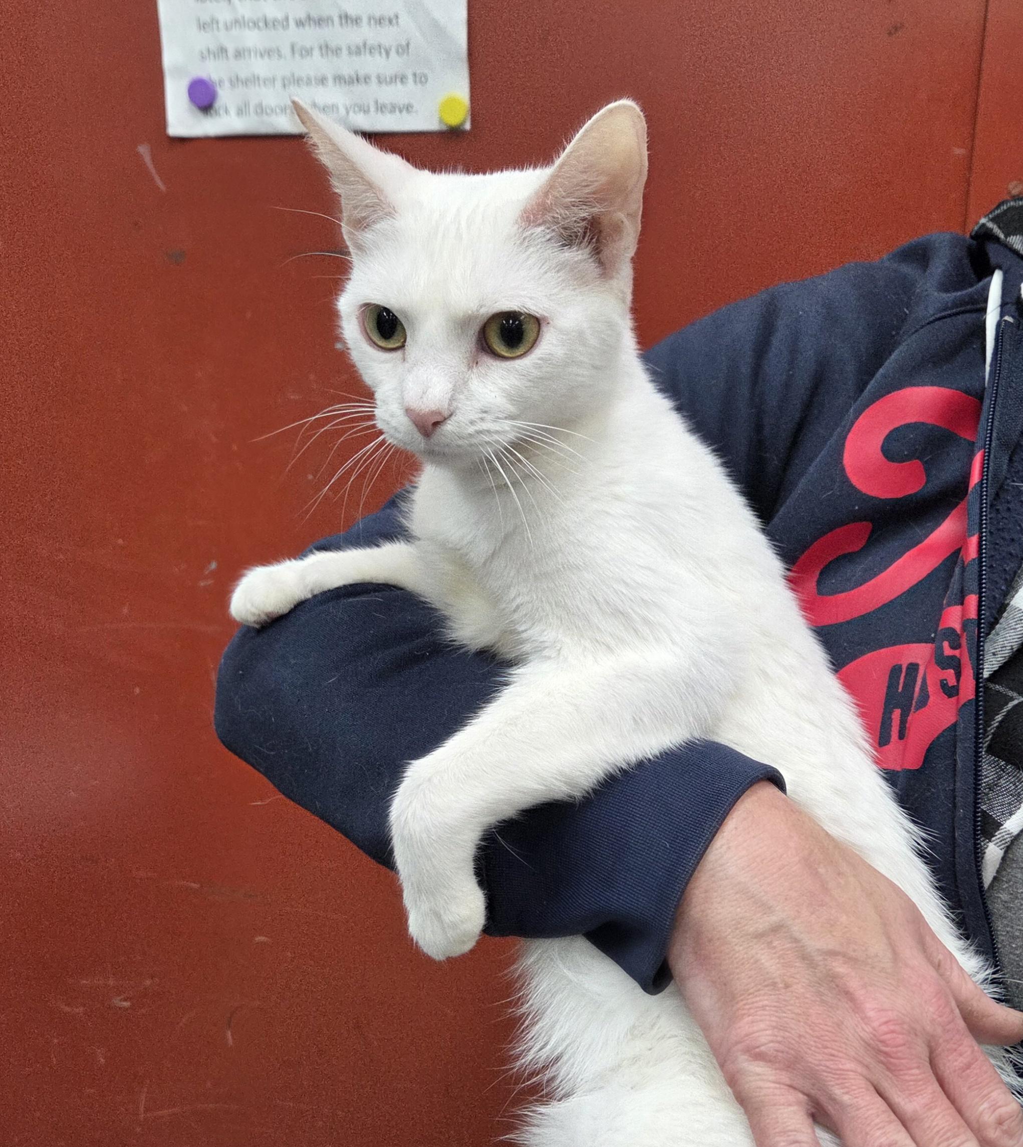 Enlarge Sophia, a ADOPTABLE Domestic Short Hair in Parsons, KS image 1/1