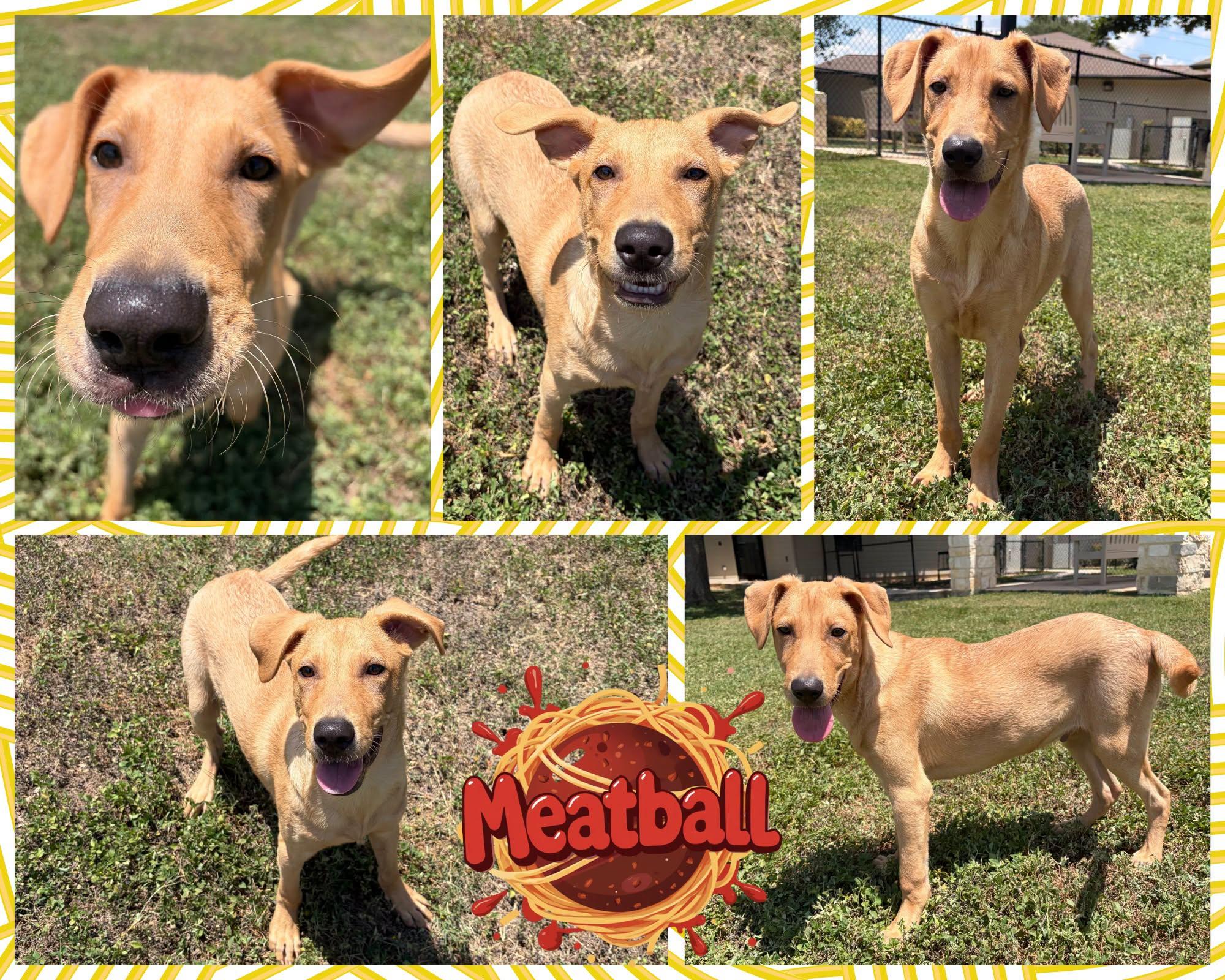 Enlarge Meatball, a ADOPTABLE mixed breed in Universal City, TX image 1/1