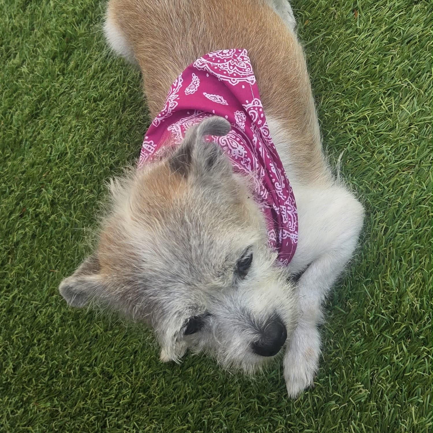 Enlarge Mini, a Adoptable Terrier in Jersey city , NJ image 3/5