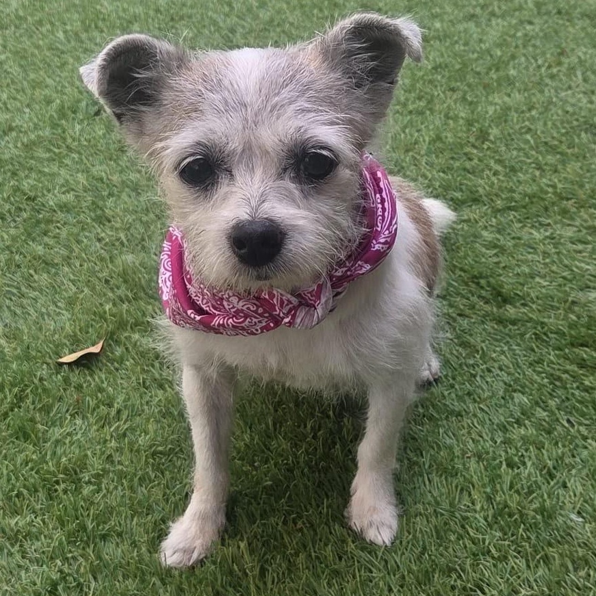 Enlarge Mini, a Adoptable Terrier in Jersey city , NJ image 1/5