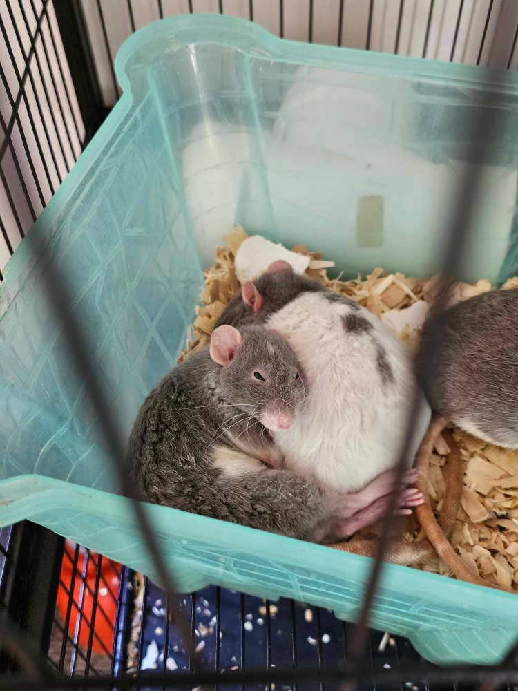 Dumbo Rex, Adopted, Young Female Rat.