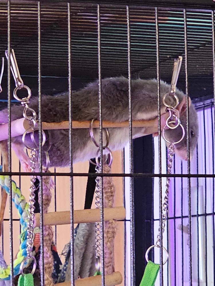 Enlarge Dumbo Rex, a Adopted Rat in Johnstown, PA image 2/3