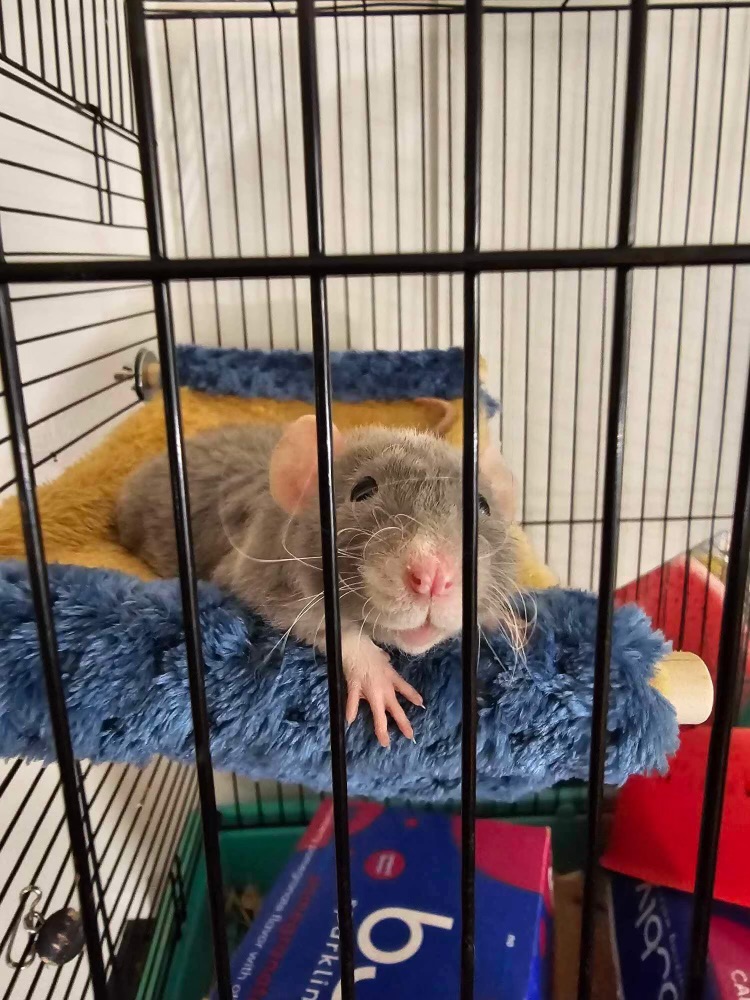 Enlarge Dumbo Rex, a Adopted Rat in Johnstown, PA image 3/3