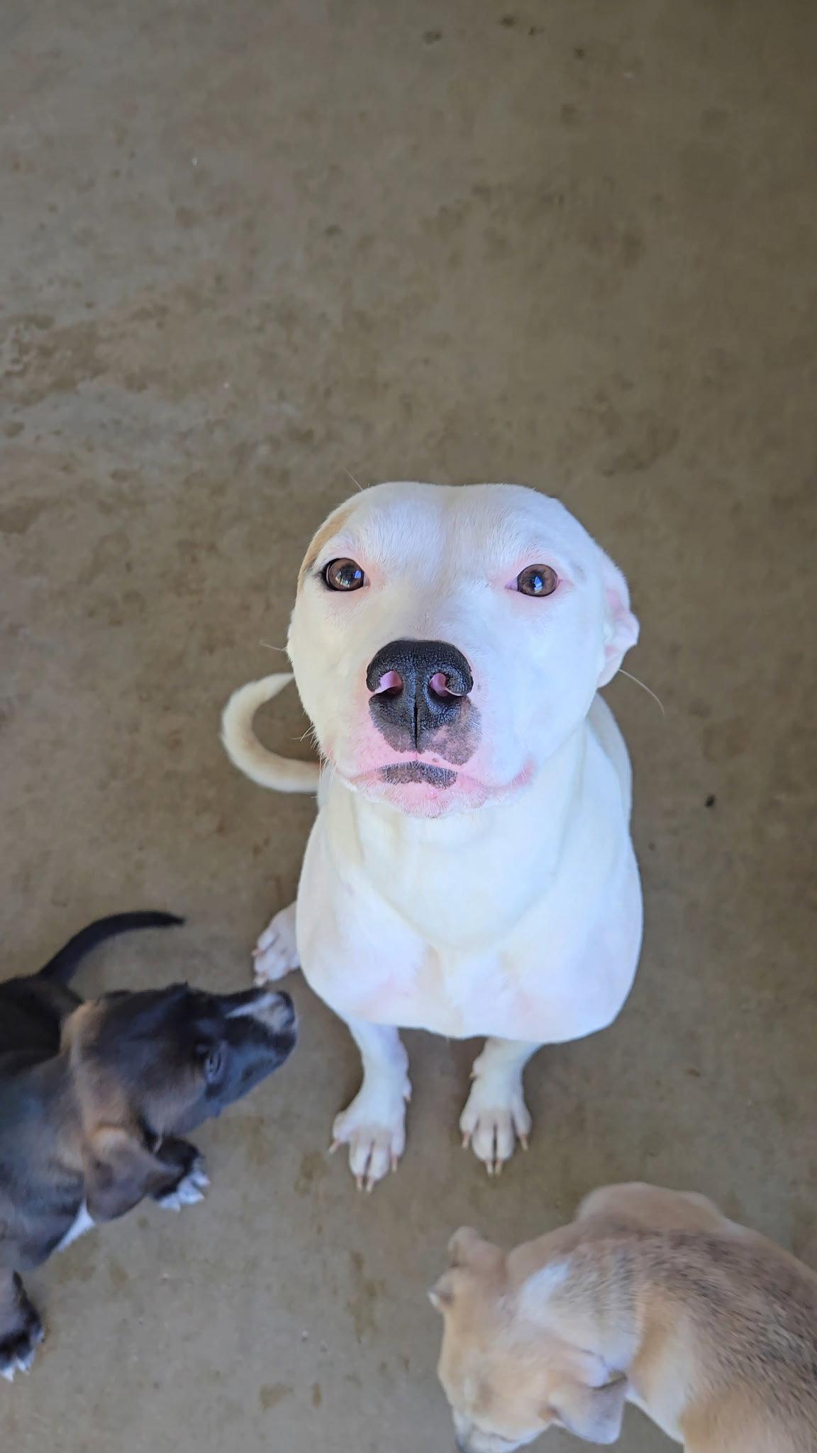 Inara, Adopted, Adult Female Pit Bull Terrier.