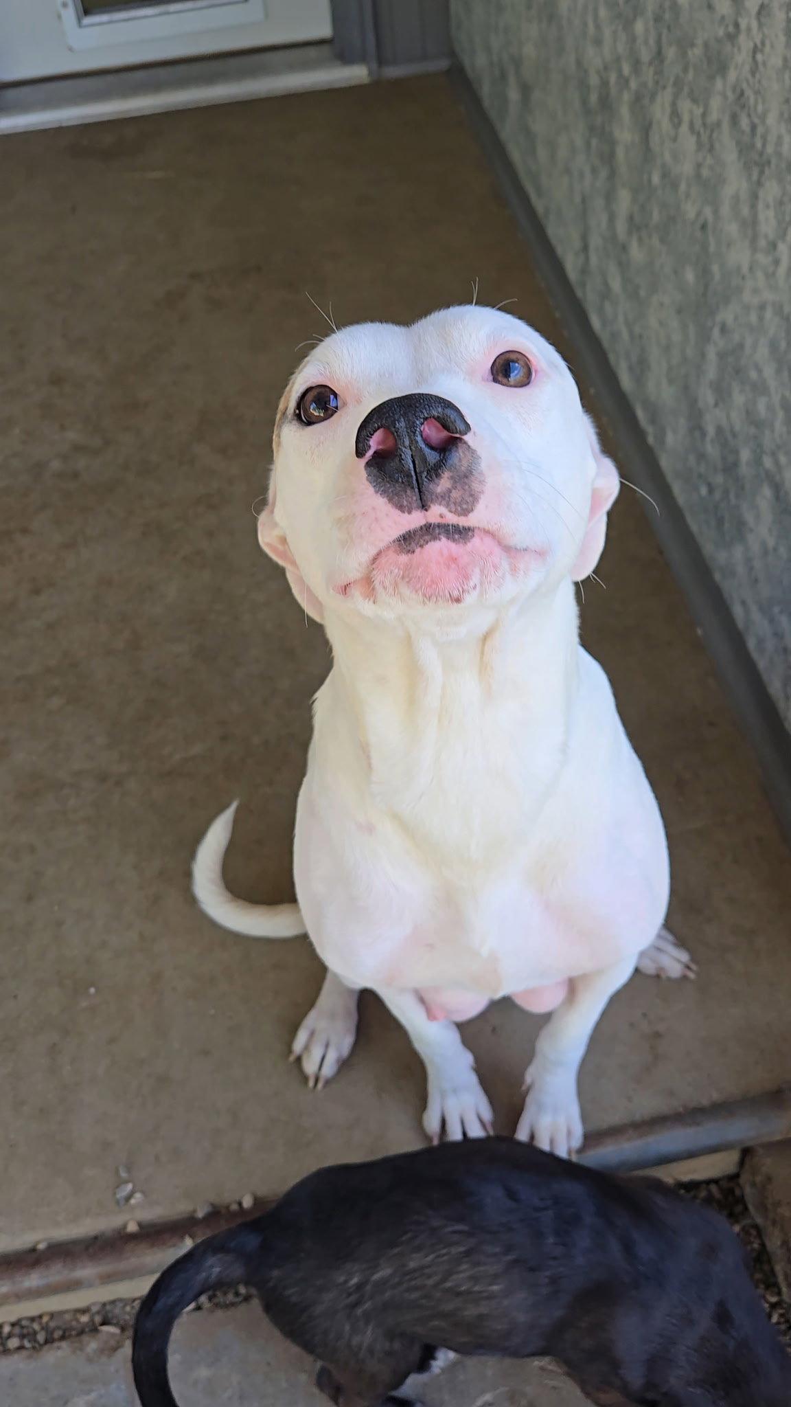 Enlarge Inara, a Adopted Pit Bull Terrier in Estherville, IA image 2/3