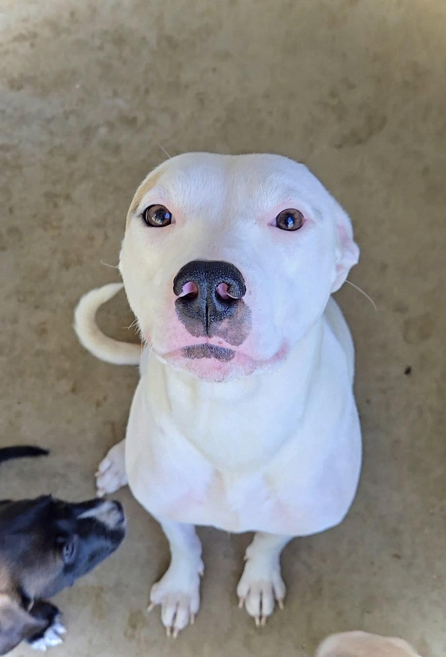Enlarge Inara, a Adopted Pit Bull Terrier in Estherville, IA image 3/3