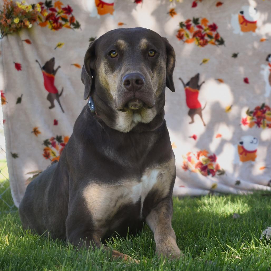 Ruby, Adoptable, Adult Female Redbone Coonhound.