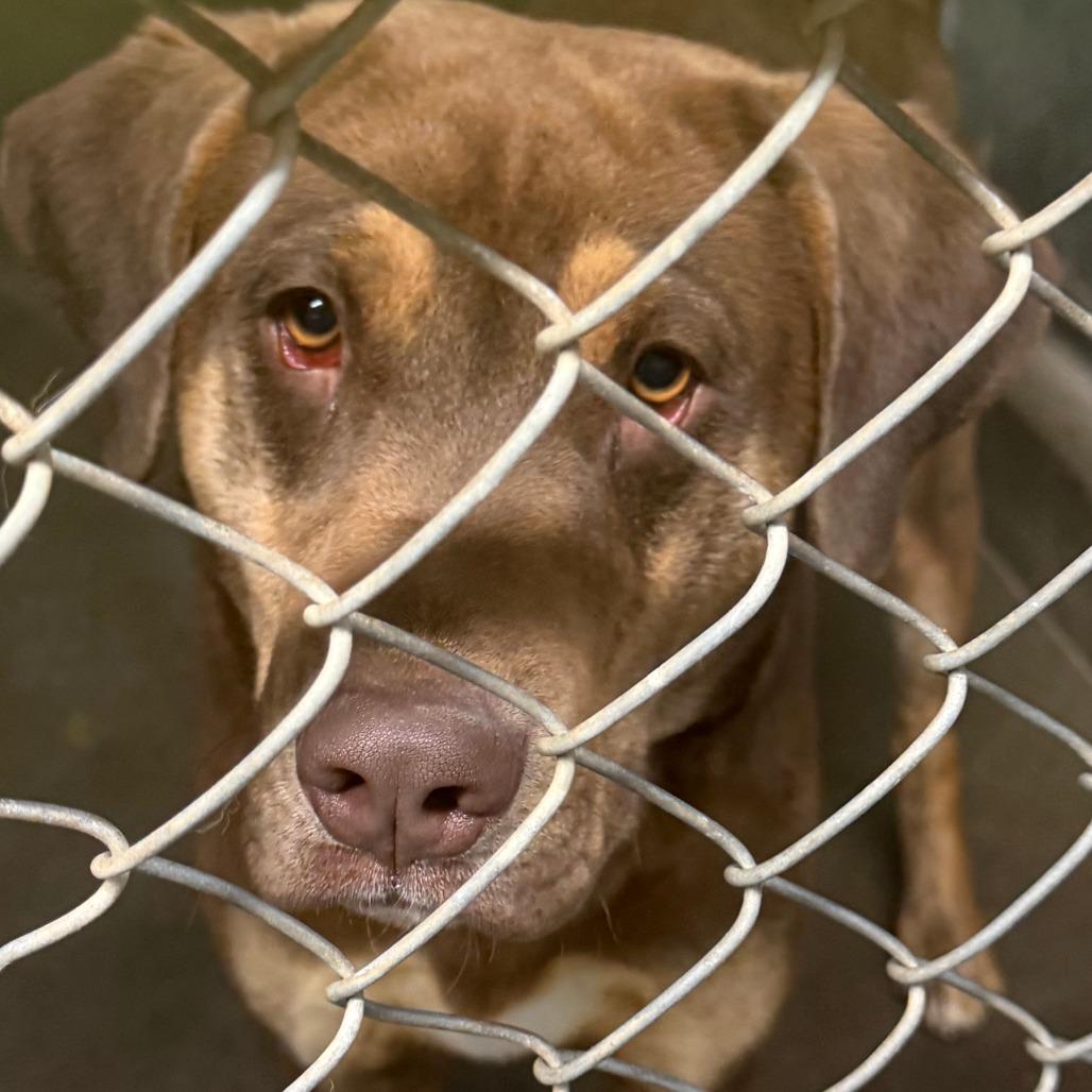 Ruby, Adoptable, Adult Female Redbone Coonhound.
