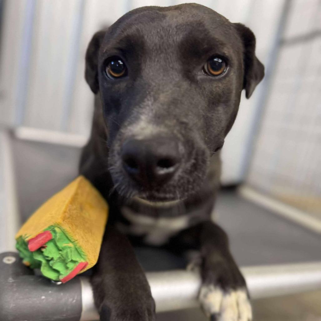 Indie, Adoptable, Adult Female Mixed Breed.
