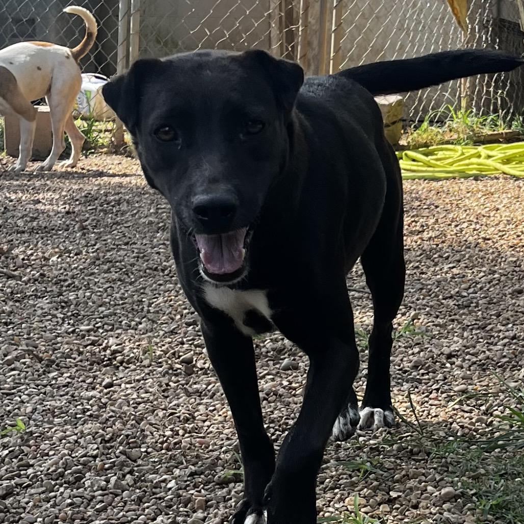 Enlarge Indie, a Adoptable Mixed Breed in Parrish, AL image 6/6