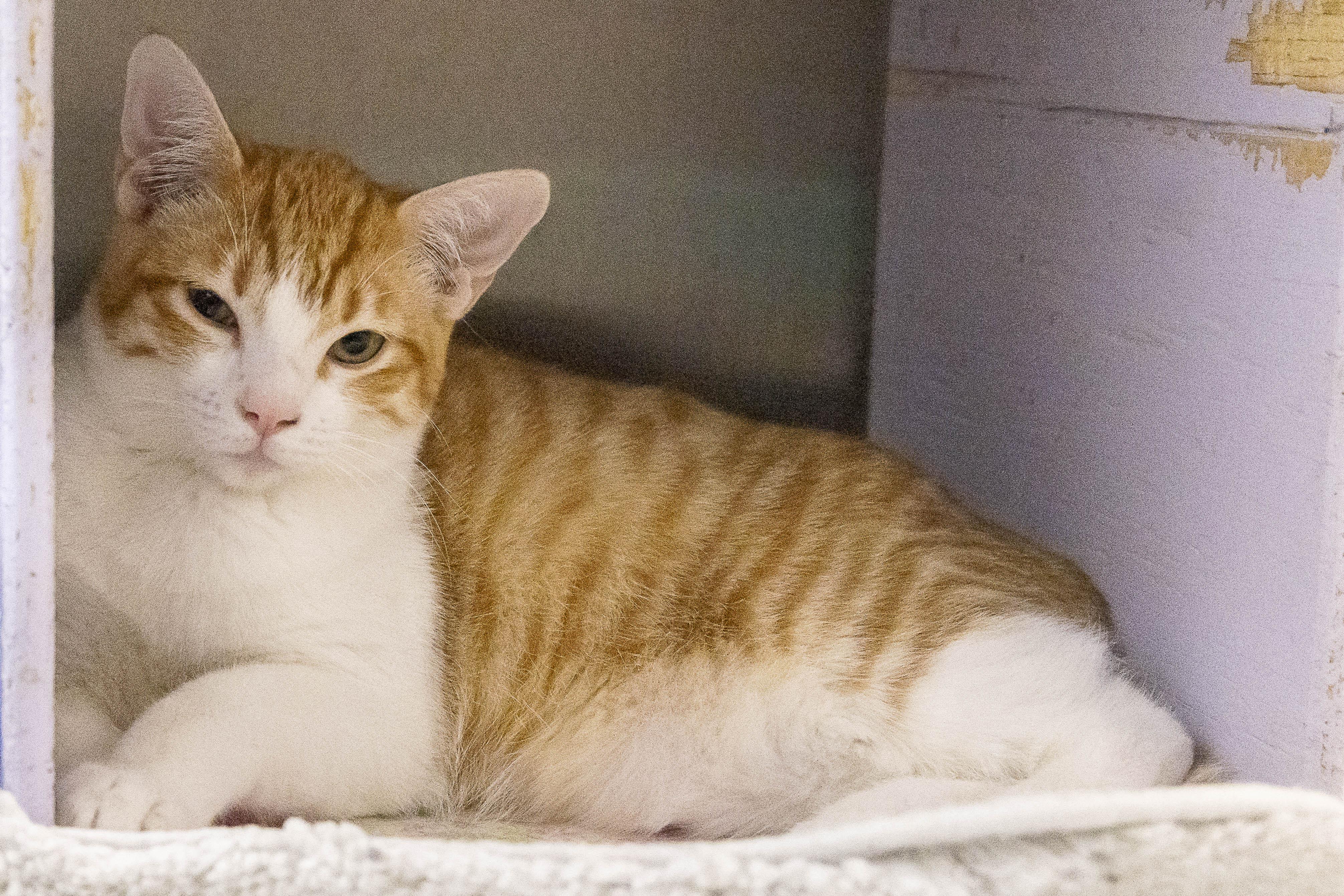 Buttercup, adopted, Kitten Female Tabby & Domestic Short Hair.