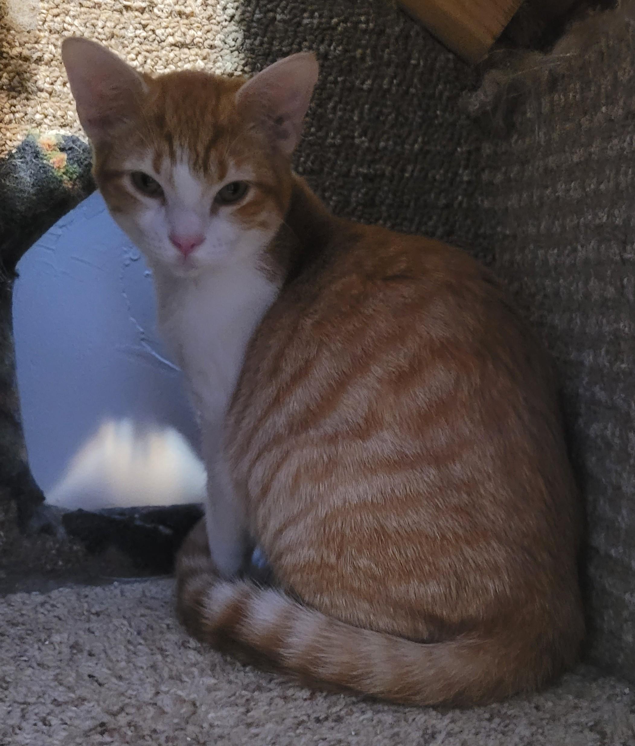 Enlarge Buttercup, an adopted mixed breed in Millville, UT image 4/4