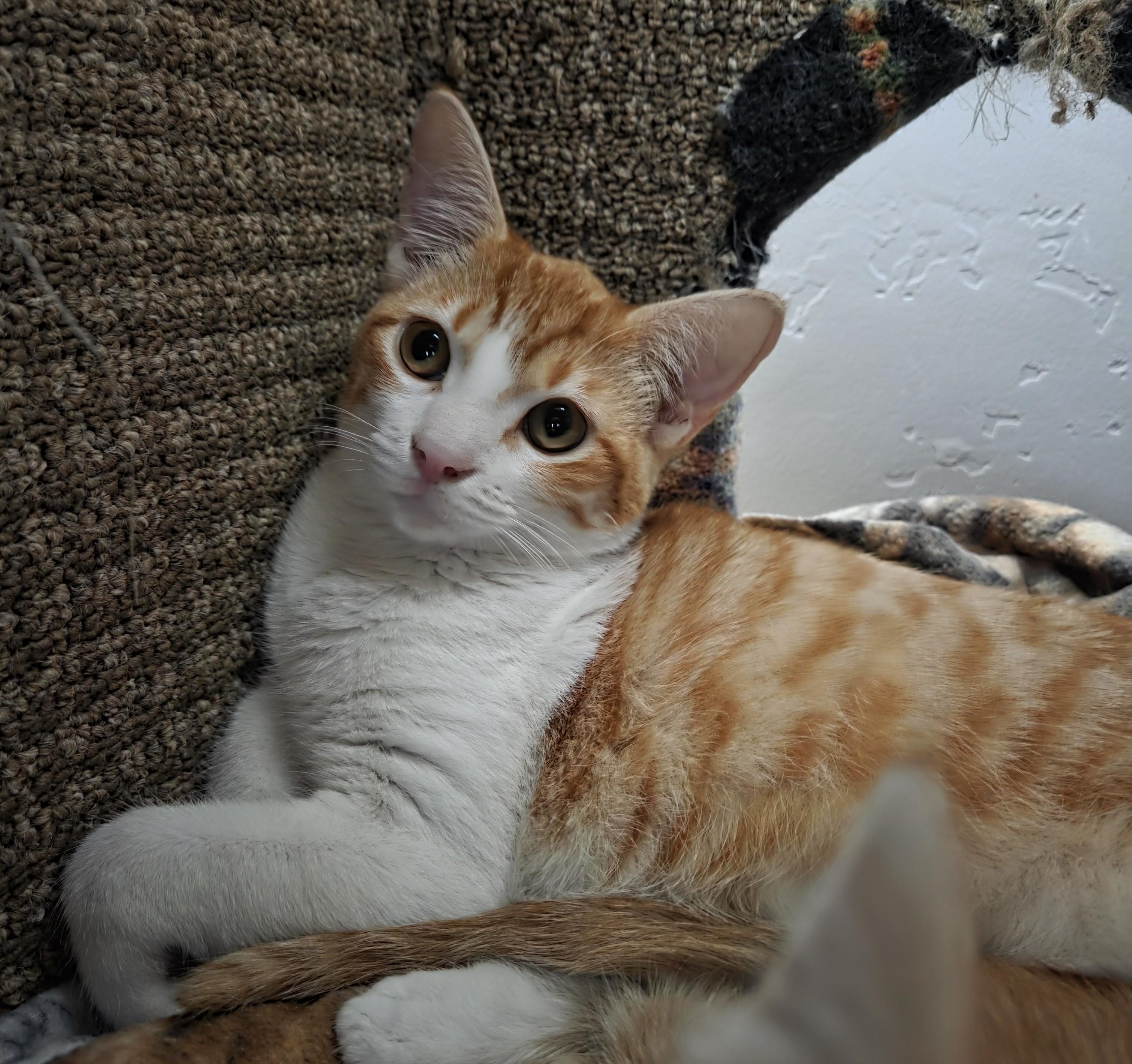 Enlarge Buttercup, an adopted mixed breed in Millville, UT image 3/4