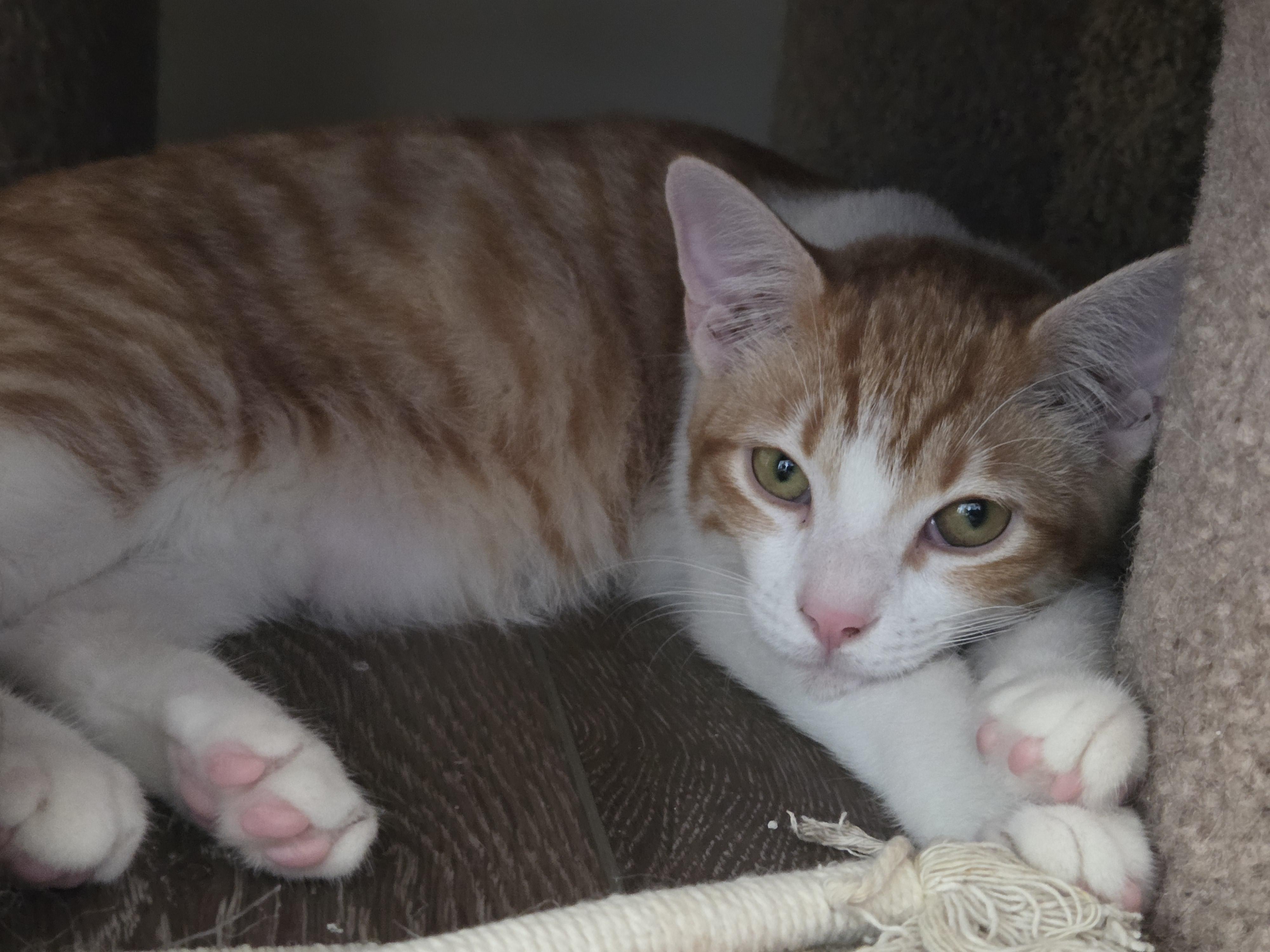 Enlarge Buttercup, an adopted mixed breed in Millville, UT image 2/4