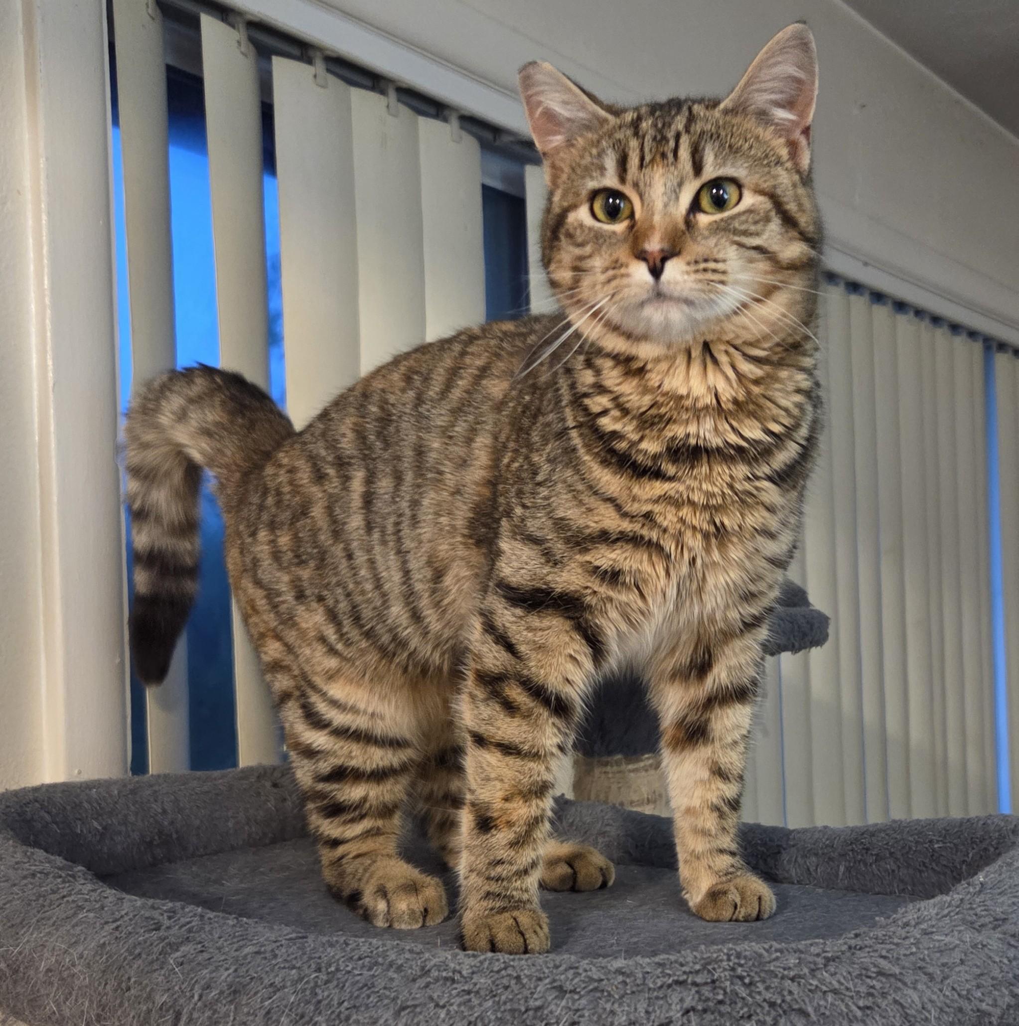 Enlarge Biscuit Belle, a ADOPTABLE Domestic Short Hair in Silverton, OR image 3/6