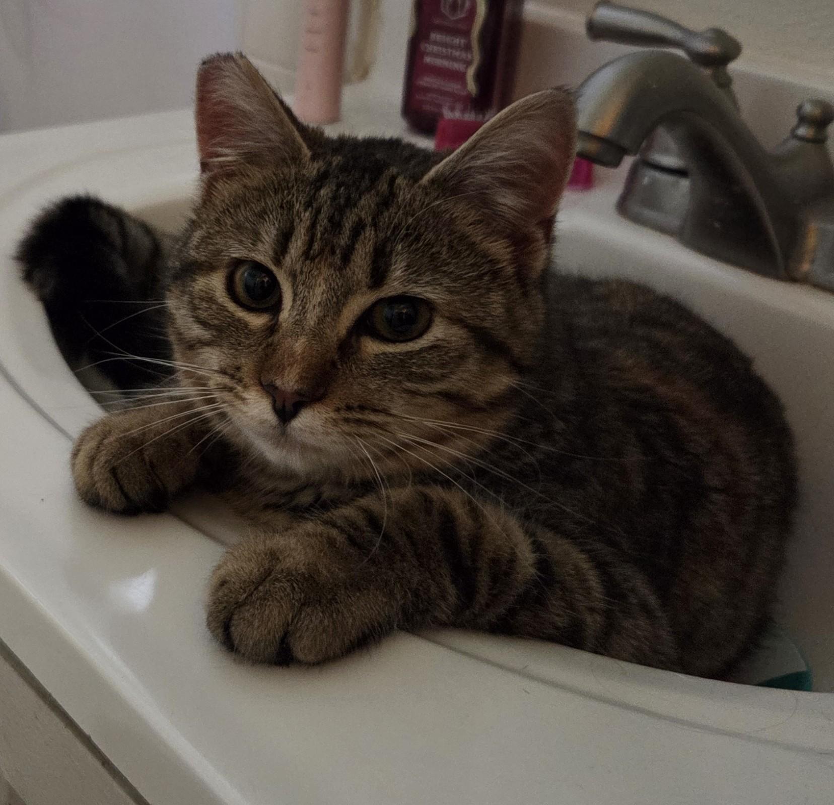 Enlarge Biscuit Belle, a ADOPTABLE Domestic Short Hair in Silverton, OR image 2/6