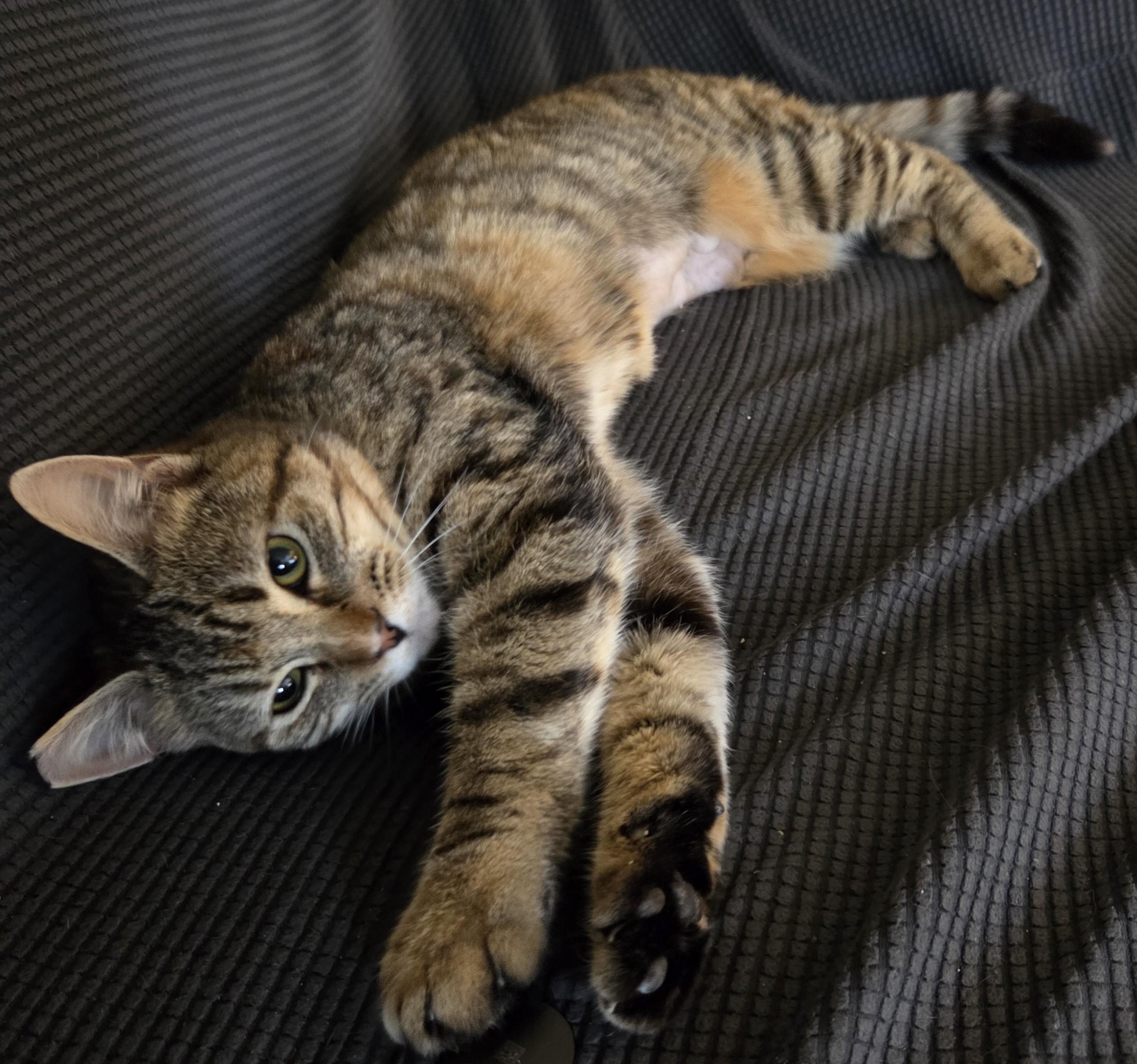 Biscuit Belle, ADOPTABLE, Adult Female Domestic Short Hair.