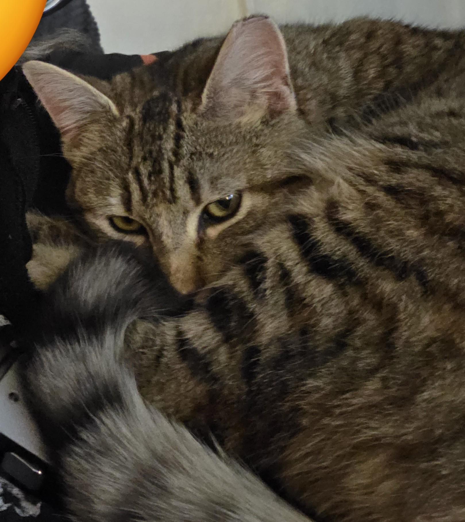 Enlarge Biscuit Belle, a ADOPTABLE Domestic Short Hair in Silverton, OR image 6/6