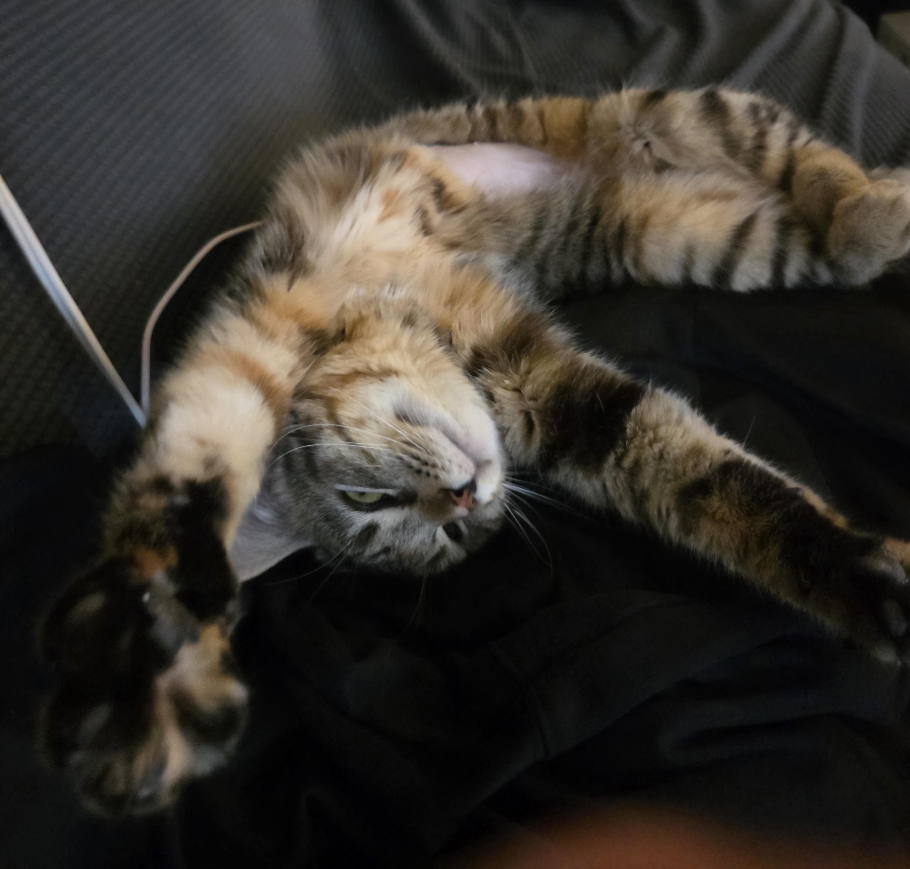 Enlarge Biscuit Belle, a ADOPTABLE Domestic Short Hair in Silverton, OR image 4/6