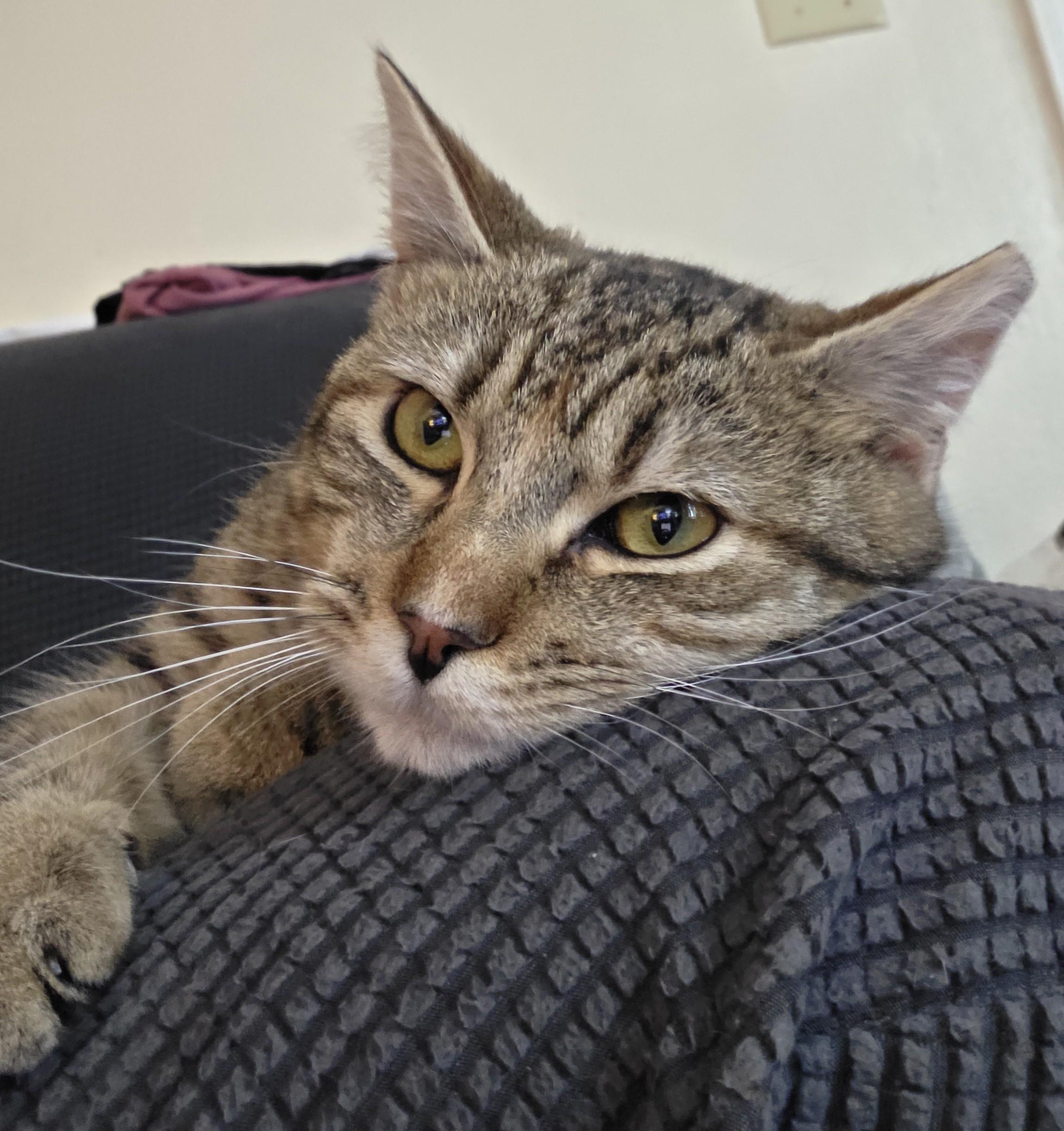 Enlarge Biscuit Belle, a ADOPTABLE Domestic Short Hair in Silverton, OR image 5/6