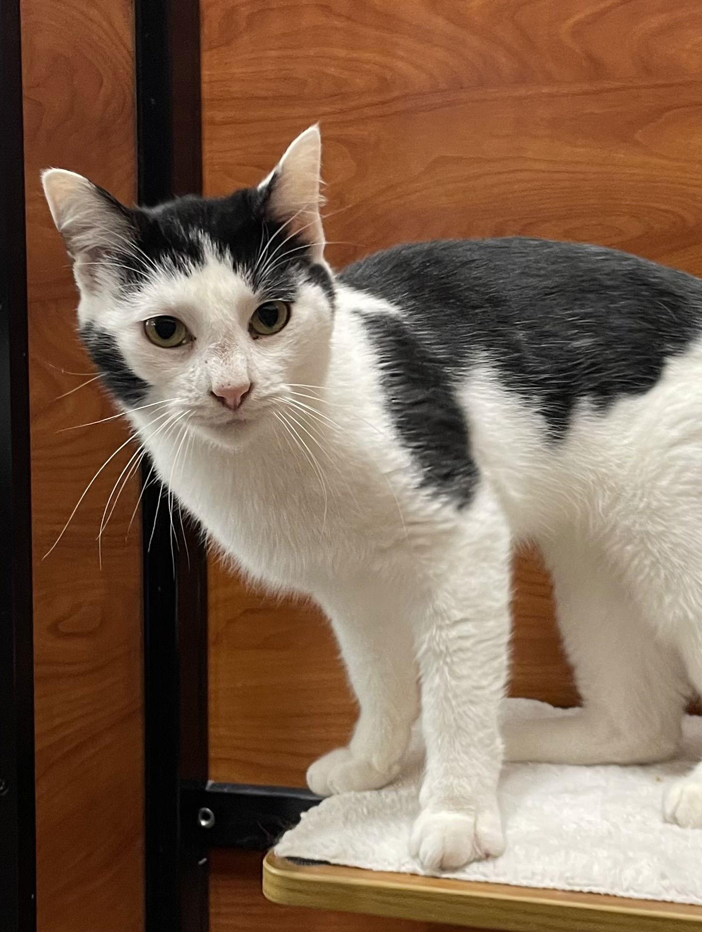 Marty Park, Adoptable, Young Male Domestic Short Hair.