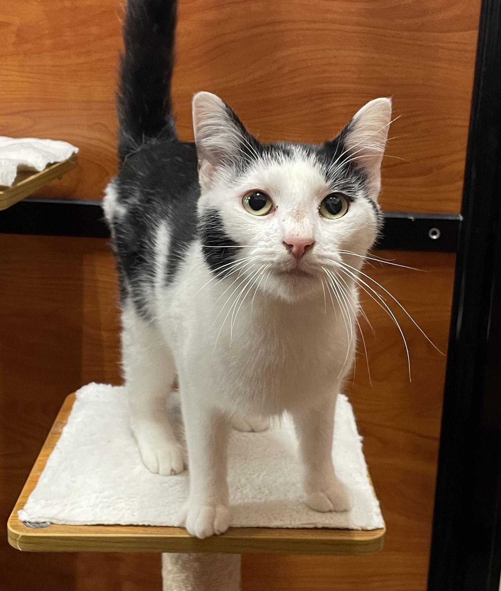 Marty Park, a Adoptable Domestic Short Hair in Oxford, MS image 2/3