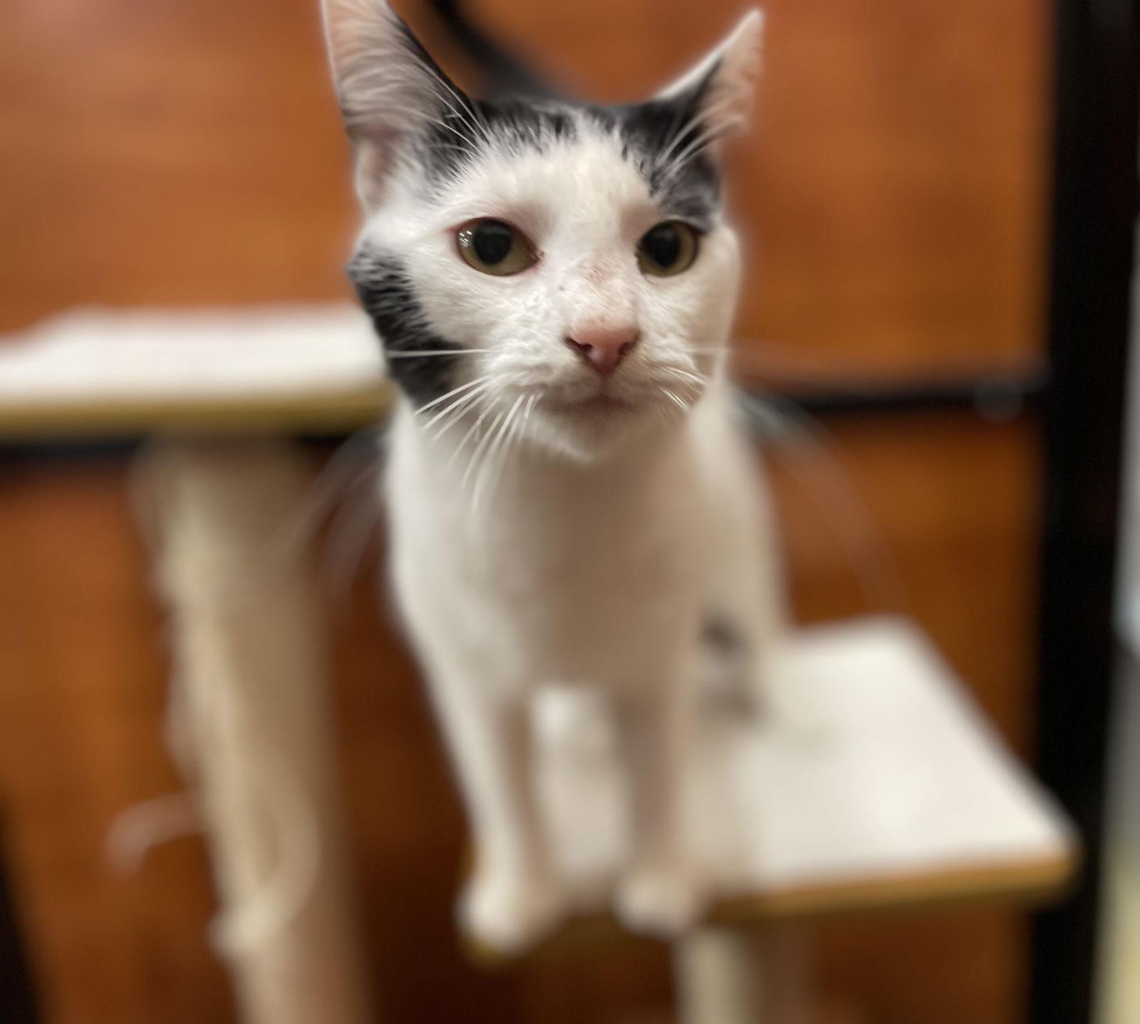 Marty Park, a Adoptable Domestic Short Hair in Oxford, MS image 3/3